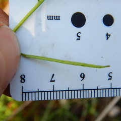 Erysimum inconspicuum