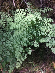 Adiantum shastense