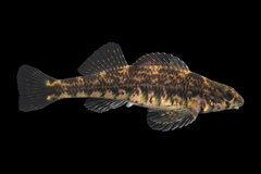 Banded Darter photo 2