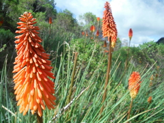 Kniphofia uvaria
