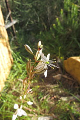 Chlorophytum graminifolium
