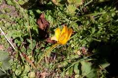 Crocus scharojanii