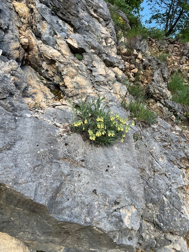 Onosma stellulata, photograph 6