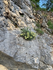 Onosma stellulata, photograph Mirko Ubović, CC0, iNaturalist via GBIF
