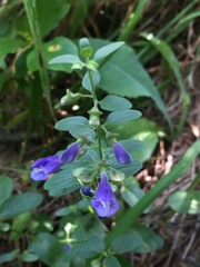 Scutellaria antirrhinoides