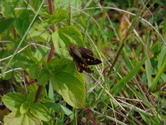 Lon melane vitellina