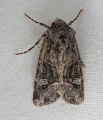 Lacinipolia olivacea