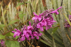 Salvia purpurea