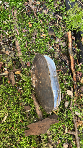 Freshwater Pearl Mussel