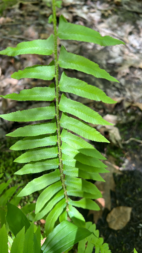 Christmas fern