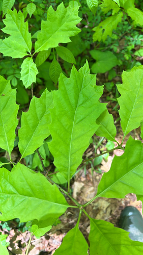 northern red oak