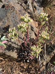 Sedum paradisum