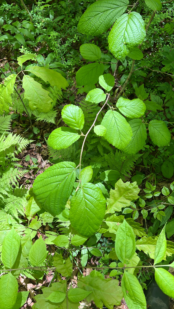 american witch-hazel