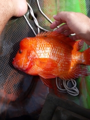 Amphilophus citrinellus