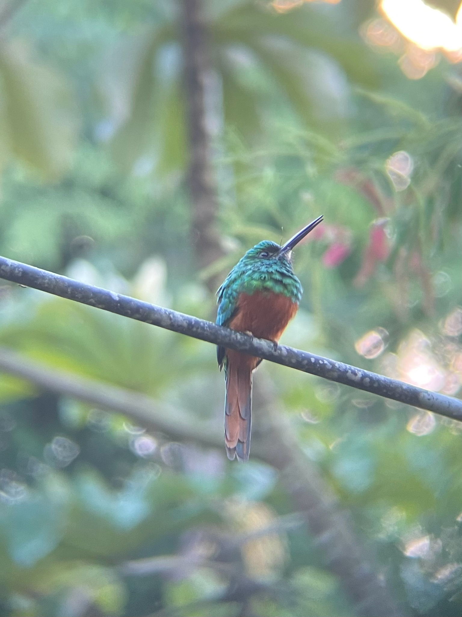 Bluish-fronted Jacamar (Galbula cyanescens), photo 9