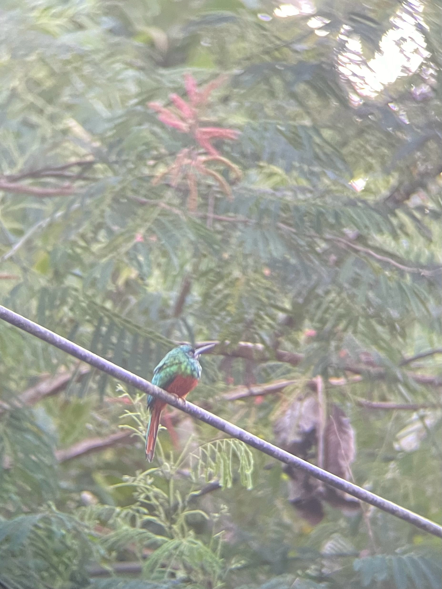 Bluish-fronted Jacamar (Galbula cyanescens), photo 10