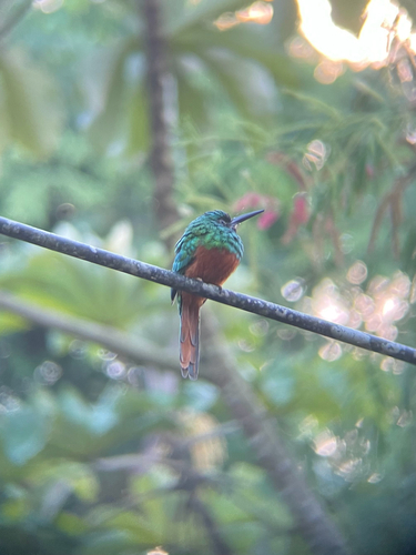 Bluish-fronted Jacamar (Galbula cyanescens), photo 8