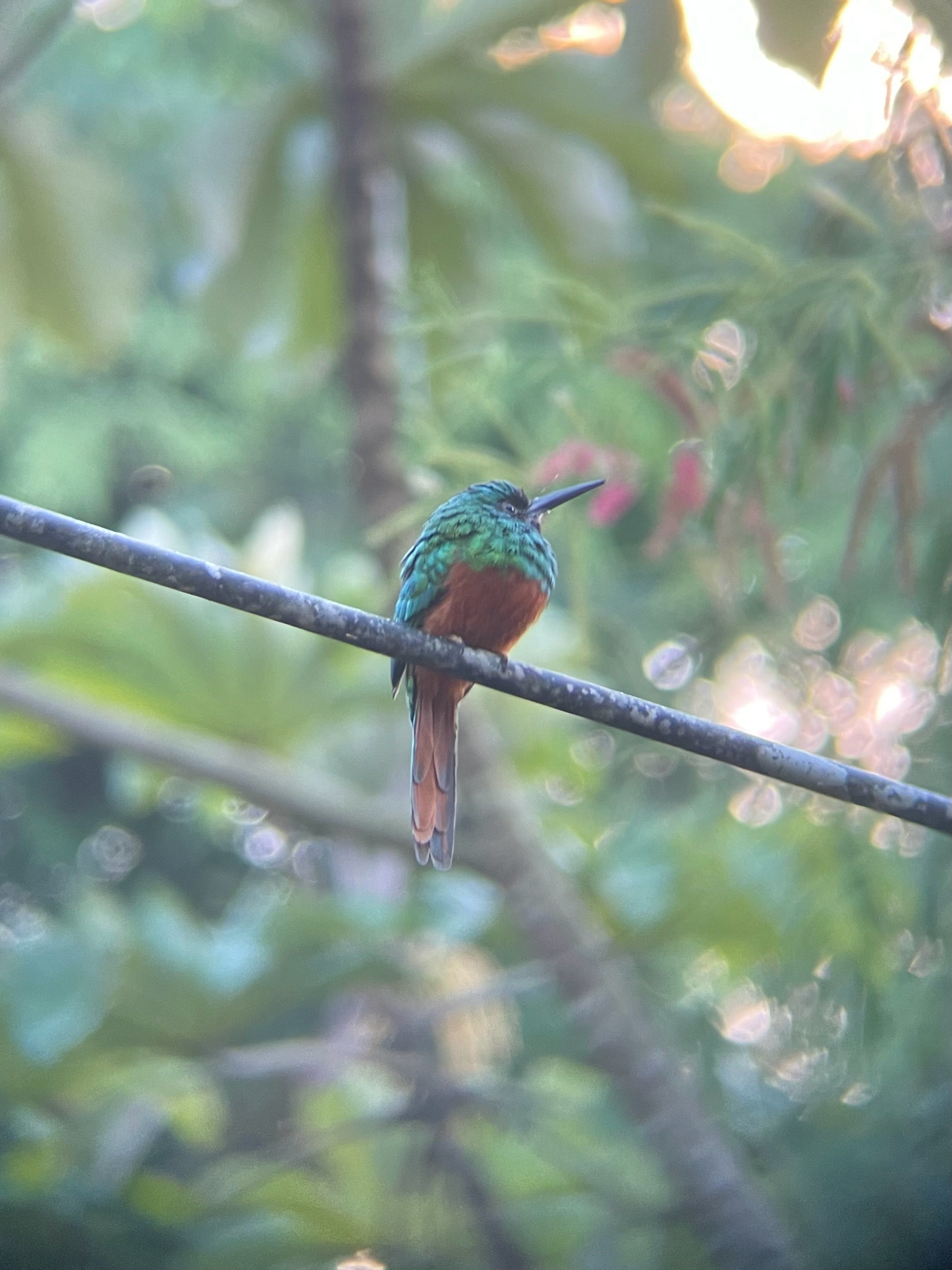 Bluish-fronted Jacamar (Galbula cyanescens), photo 8