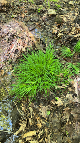 drooping sedge