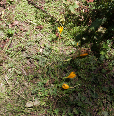 Crocus scharojanii