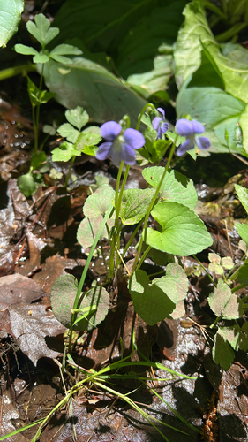 marsh blue violet