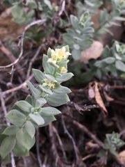 Galium grayanum
