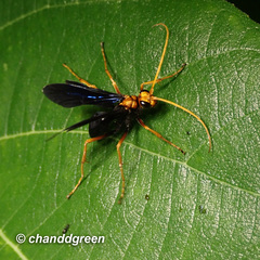 Leptodialepis bipartitus