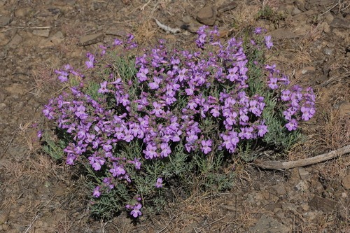 Image of Penstemon gairdneri by (c) Walter A Siegmund, some rights reserved (CC BY-SA)