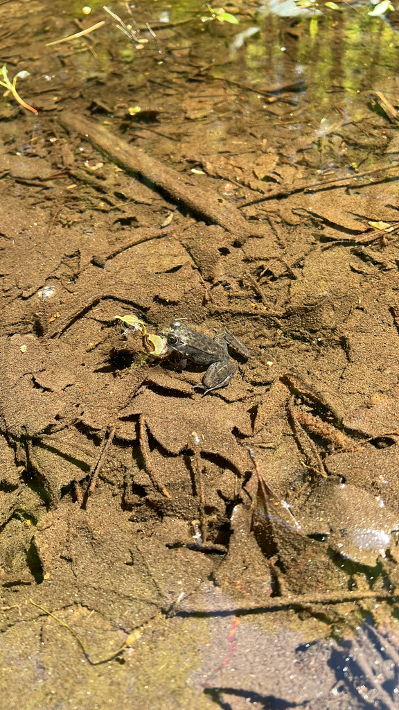 Green Frog