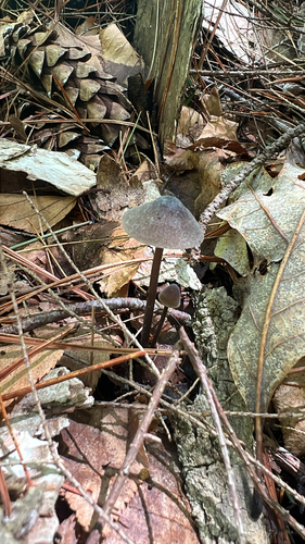 Bonnets