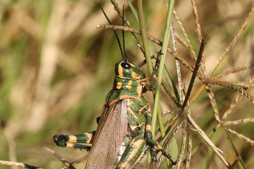 Photo of Soldier Grasshopper (Chromacris speciosa)