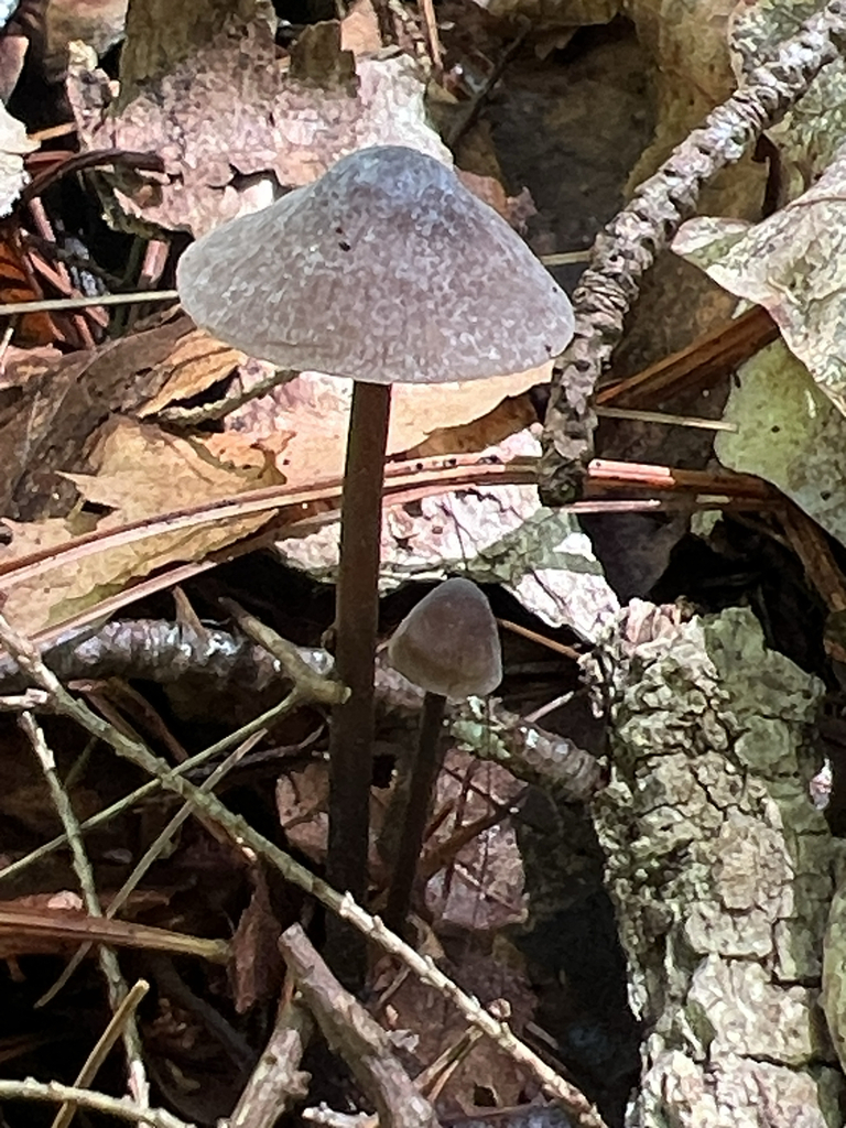 Bonnets