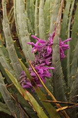 Salvia purpurea