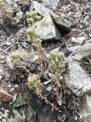 Image of Sedum paradisum by (c) Matt Berger, some rights reserved (CC BY)