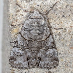 Sympistis chionanthi