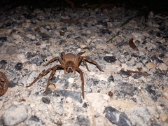 Palystes superciliosus