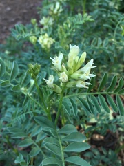 Astragalus bolanderi