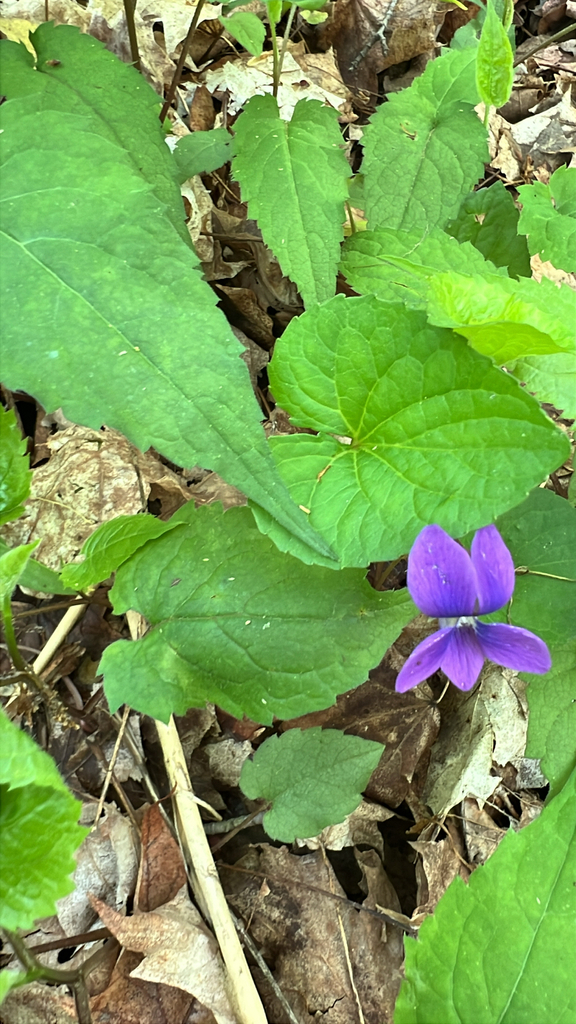 common blue violet