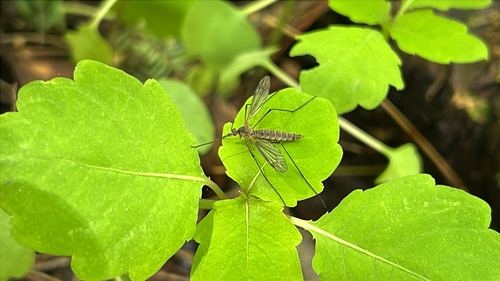 Yamatotipula