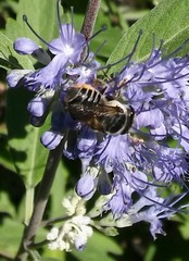Megachile montivaga
