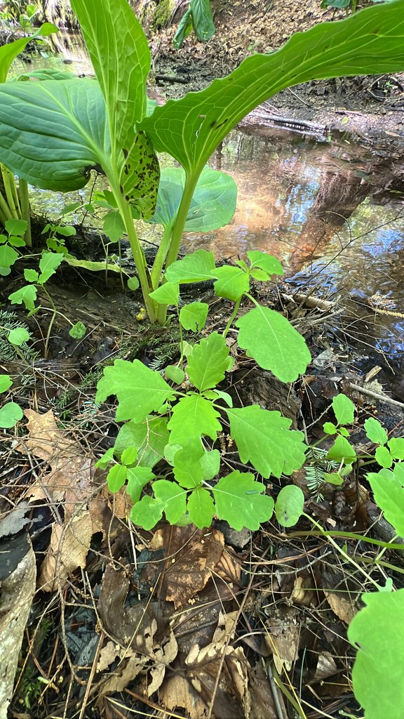 common jewelweed