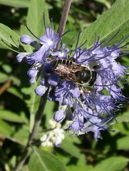 Megachile montivaga