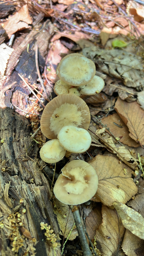 Sheathed Woodtuft