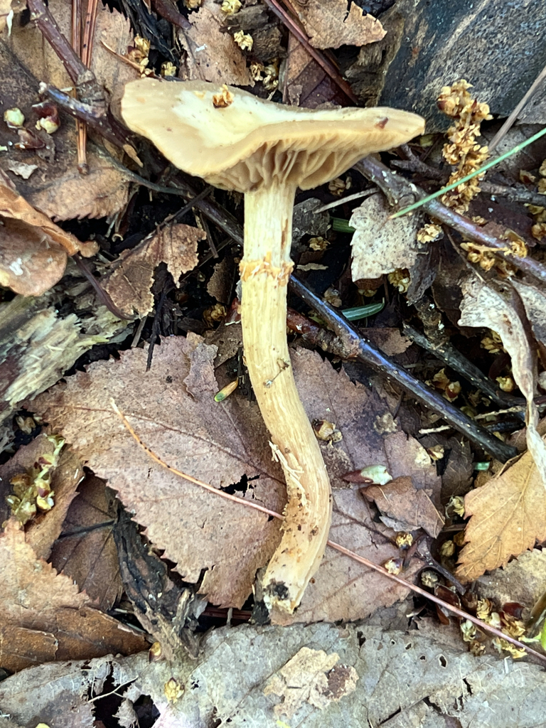 Sheathed Woodtuft