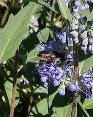 Megachile montivaga