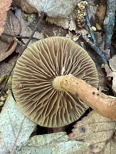 Sheathed Woodtuft