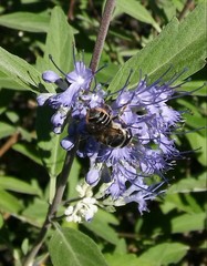 Megachile montivaga