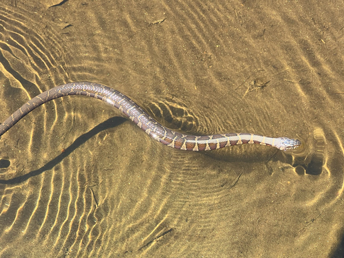 Northern Watersnake