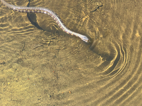 Northern Watersnake