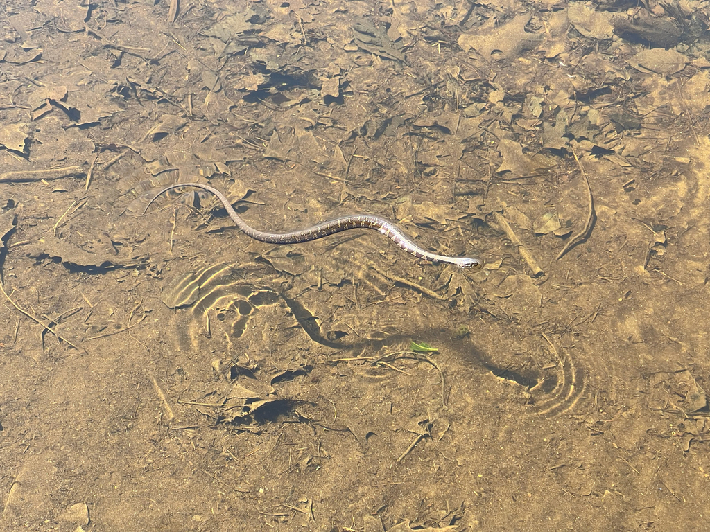 Northern Watersnake
